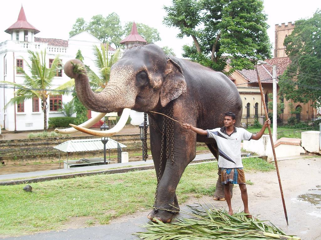 Strathisla Tea Estate Bungalow Matale Esterno foto
