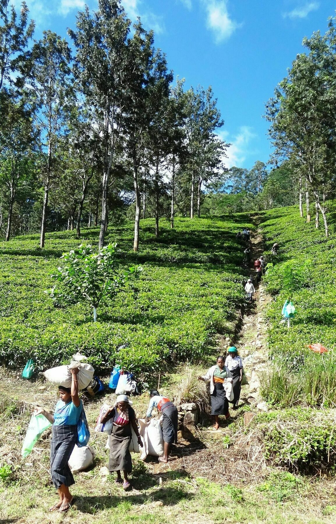 Strathisla Tea Estate Bungalow Matale Esterno foto